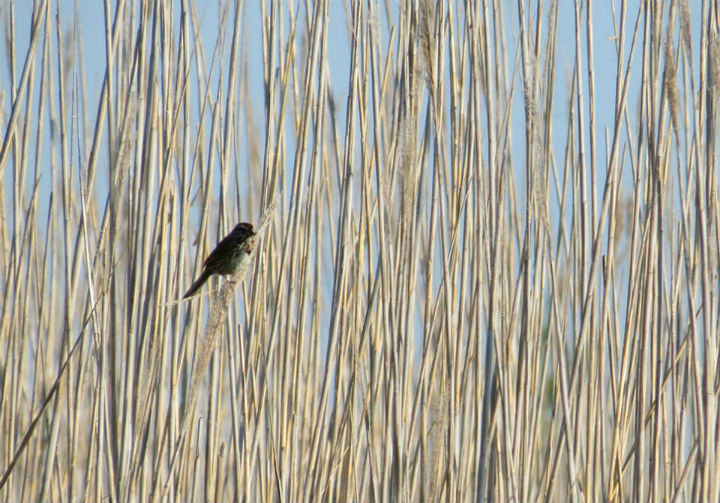 Song Sparrow